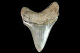 Killer, Chubutensis Tooth - Megalodon Ancestor #82728-1